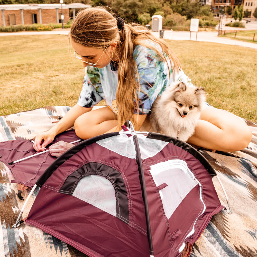 Woman at park with her small fluffy dog sitting in her lap while she assembles the berry tiny tent