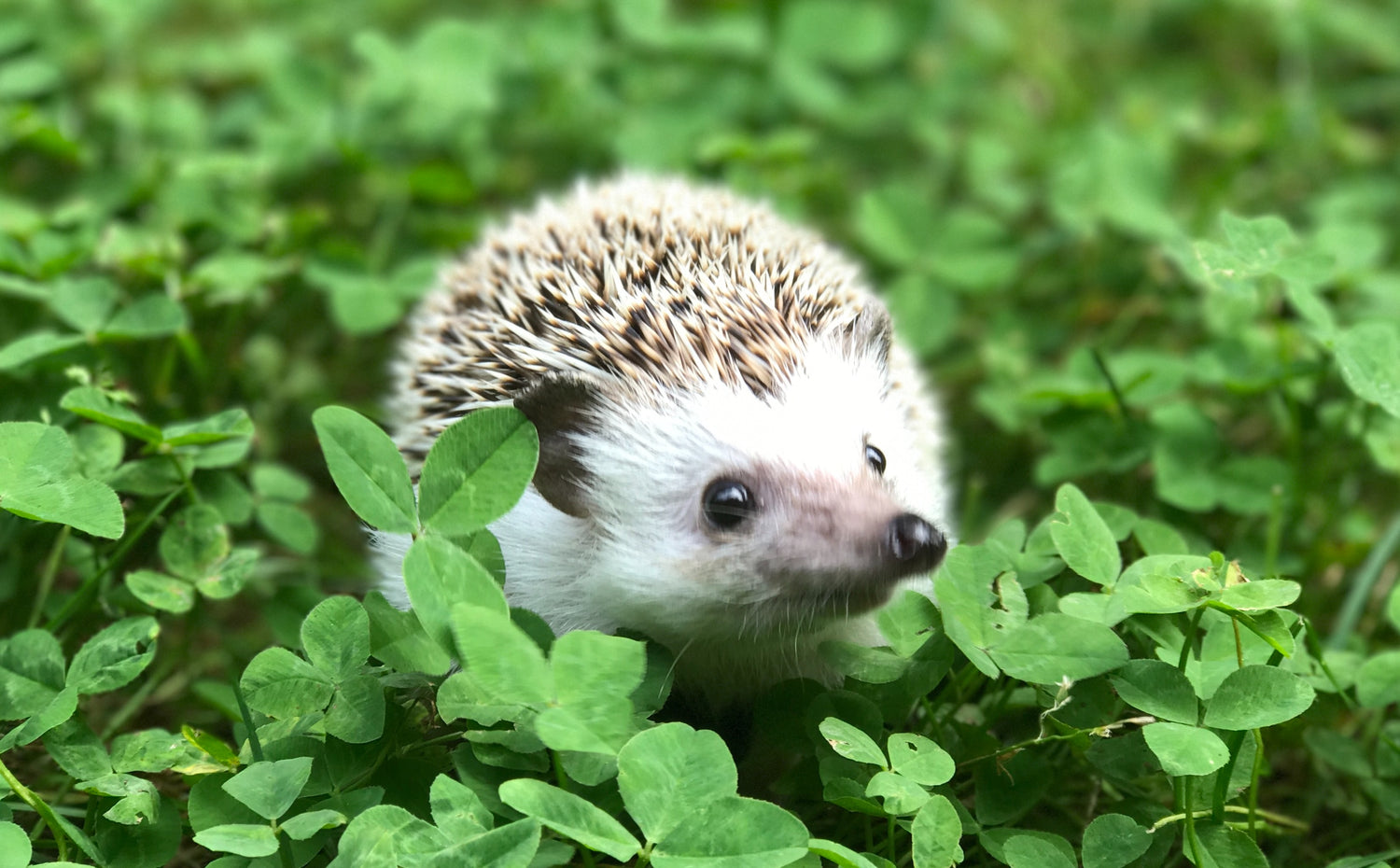hedgehog in clover field