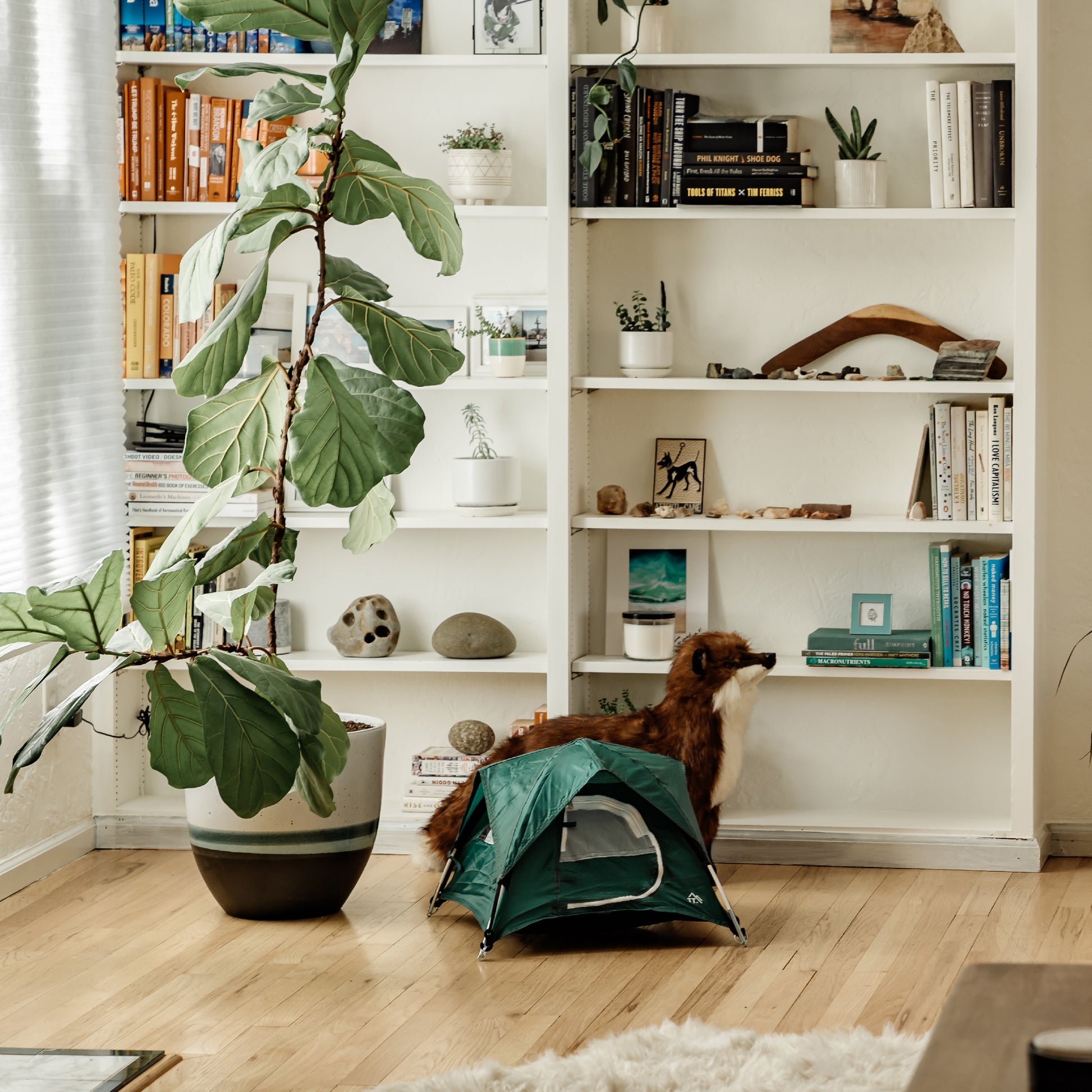 Green tiny tent in the home in front of a bookshelf.