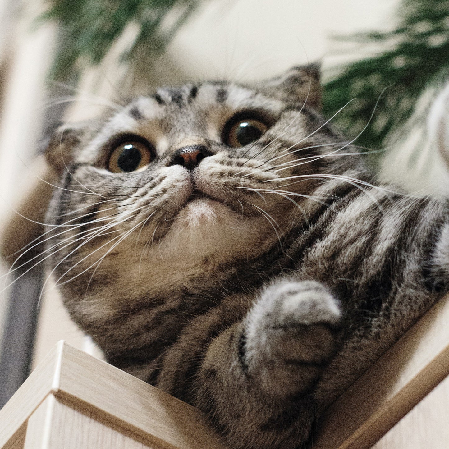 close up view of striped tabby cat