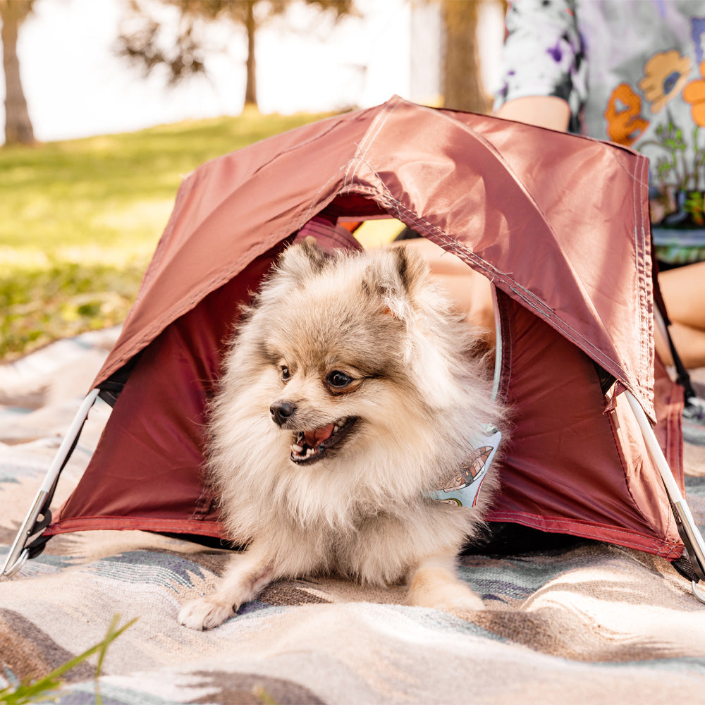 Small fluffy dog sitting in berry tiny tent