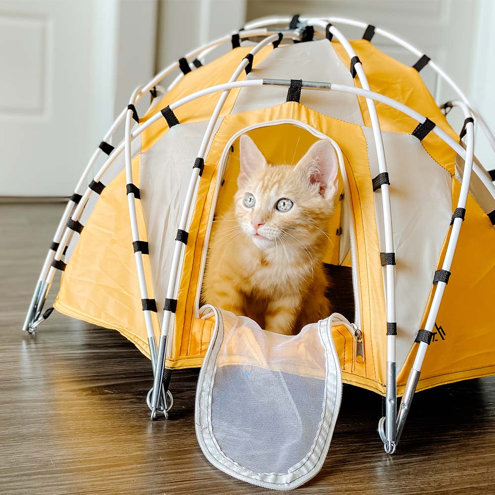 Orange kitten looking out from tiny dome tent