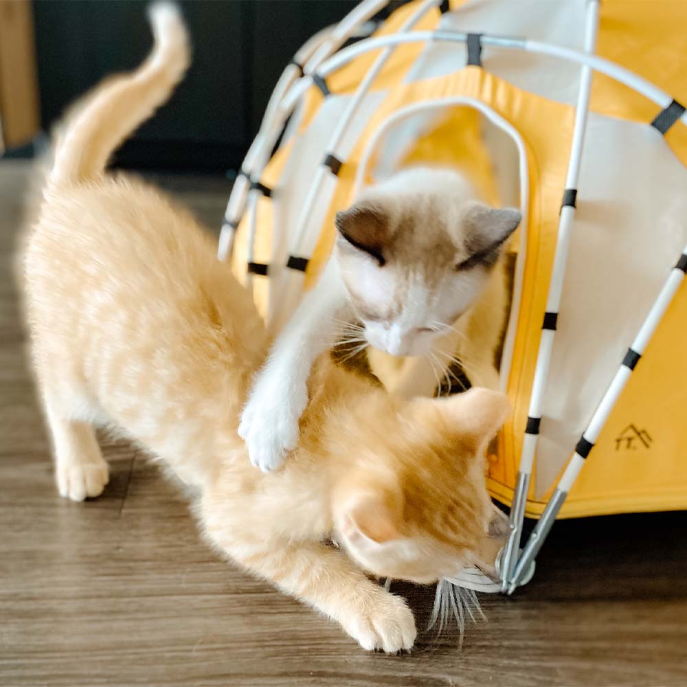 Two kittens playing in tiny dome tent