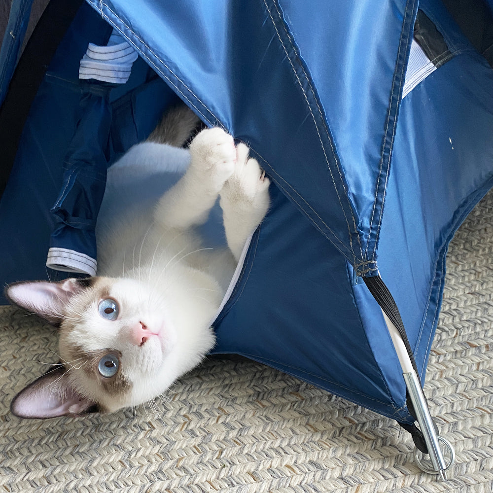 White cat laying inside tiny blue tent