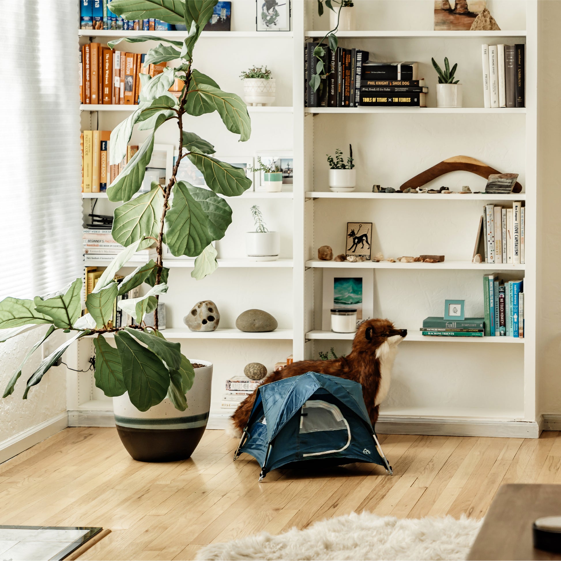 blue tiny tent shown in front of bookshelf with a houseplant.