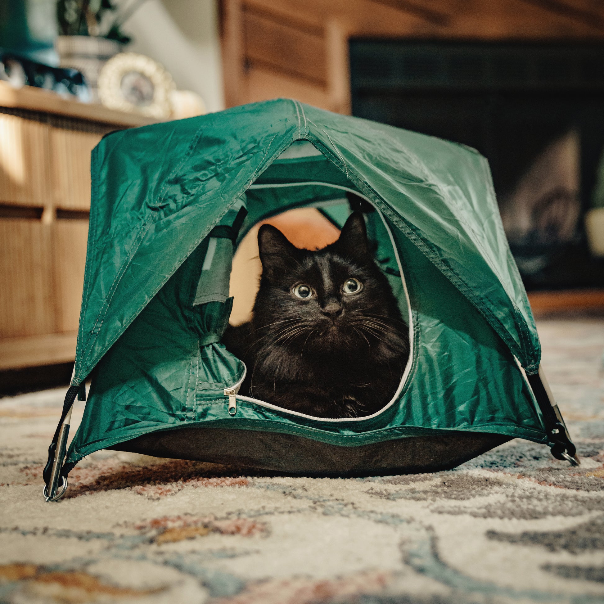 Green tiny tent shown in the home with a black cat resting inside.
