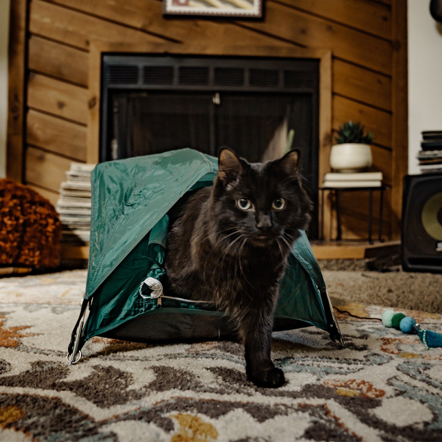 Green tiny tent in a living room with a black cat climbing out of the tent.